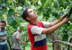 Fındık hasadı başladı ama üretici tedirgin