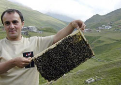 En pahallı bal, Anzer