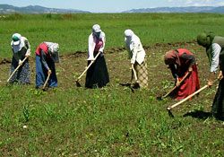 Tarım işçilerinin ücreti geçen yıl arttı