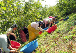 Fındık hasadı başladı