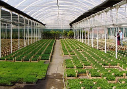 Modern seracıları elektrik çarptı