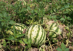 Samsun'da iyi tarım uygulamaları