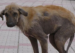 Her yerde başıboş köpekler