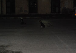 Köpekler tehlike saçtı