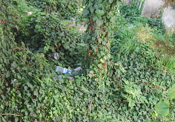 Etrafta çöp kutusu yok