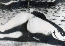 Denizkızı fotoğrafı şaşırtıyor