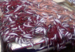 Yaz mezgiti yüz güldürüyor