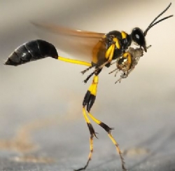 Kışlada Arı Saldırısı: 1 Er Şehit