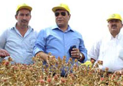 Aspir bitkisi hasadı başladı