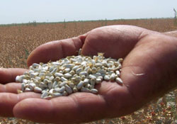 Aspir çiftçilere tanıtıldı