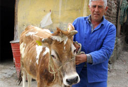 Tekkeköy'de brucellosis salgını