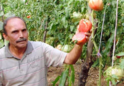 Böylesi domates görülmedi