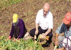 Çarşamba Şeker'den üreticiye avans