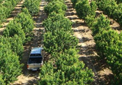 Örnek meyve bahçesinde hasat