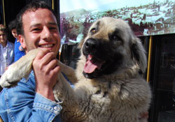 Samsun'da Kangal gösterisi