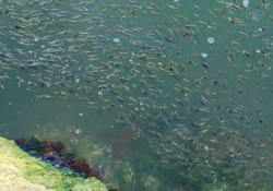 Kefal yavrularından martılar nasiplendi