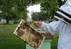 Arıcılıkta imkanlar kullanılmıyor