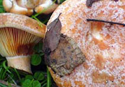 Mantarlar geçim kaynağı oldu