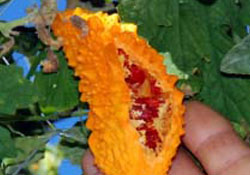 Kudret narı yaygınlaşacak