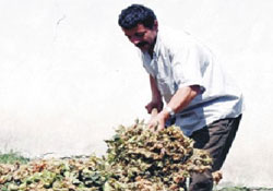 Fındık üreticisi teşvik primine inanmıyor