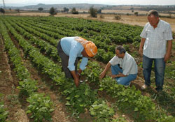 Organik tarımda 'moda' uyarısı