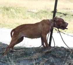 Başıboş Pitbull Köpek Koyunlara Saldırdı