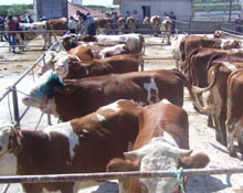 Kooperatif üyelerine hayvan dağıtıldı