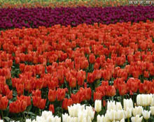 Lale ve Sümbül DNA'ları kopyalandı