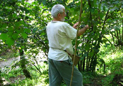 Yeni fındık stratejisi