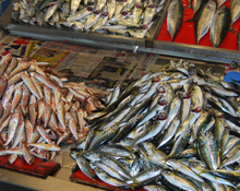 Balıkçılar sezona iyi başladı