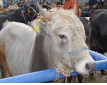 50 aileye 100 baş düve