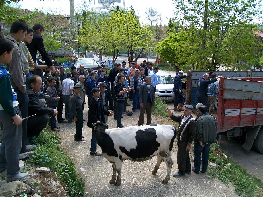 50 aileye 100 baş gebe düve