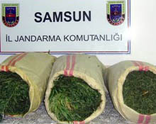 Çarşamba'da esrar operasyonu