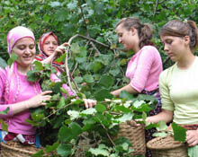 Samsun'da yeni fındık stratejisi