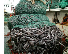 Trol avı başlıyor