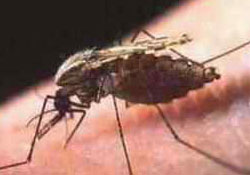 Sivrisinek kimleri ısırıyor?