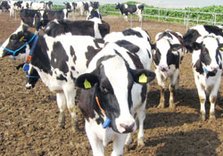 Besicilik girdileri arttı