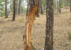 Çıra için ağaçları oyuyorlar