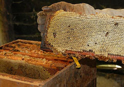 Arılar kovanlarını bulamıyor