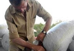 Fındıkta gelir desteği başvuruları