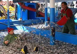 Karadeniz'de balık bolluğu