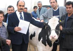 13 Çiftçiye 26 Gebe Düve Verildi