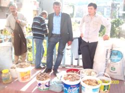 Üreticiler, Fındıktan Uğradıkları Zararı Mantar Satarak Telafi Ediyor