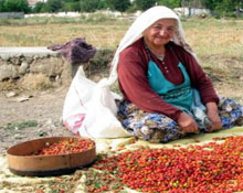 Doğal Alanlarda Yetişiyor