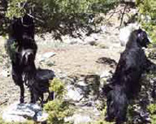 Kaçkar'da Keçiler Azalıyor