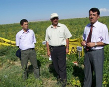 Kuru Fasulye Hasat Tarla Günü