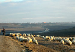 Yayladan dönüş başladı