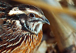 Bıldırcın göçüne dikkat