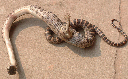 İnanılmaz! Tek bacaklı yılan bulundu