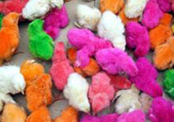 Yeni trend renkli civciv